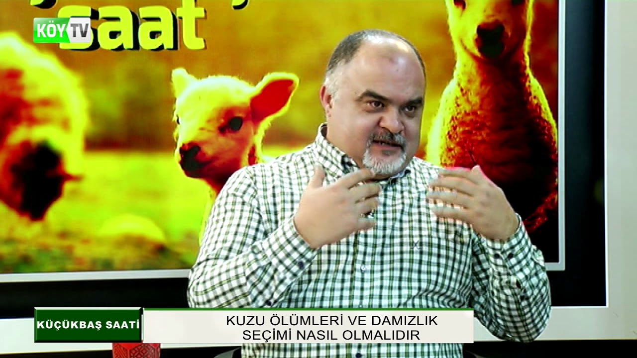 KÜÇÜKBAŞ SAATİ | KUZU ÖLÜMLERİ VE DAMIZLIK SEÇİMİ NASIL OLMALIDIR - 1.BÖLÜM