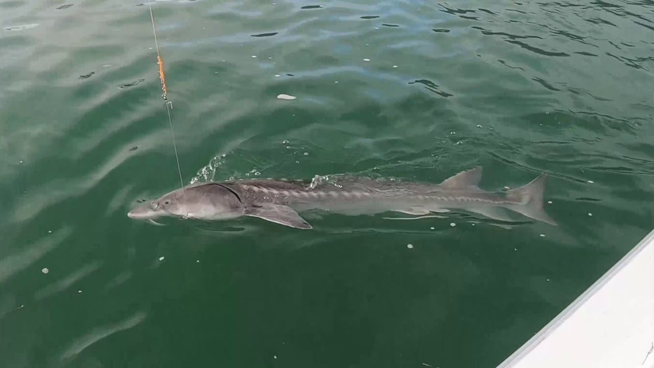 Monday 16th Sturgeon fishing Canada on the Harrison river