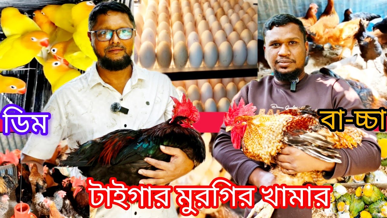 টাইগার মুরগির খামার এখানে বা-চ্চা ও ডিম পাবেন Tiger Chicken Farm: You can get chicks and eggs here. 
