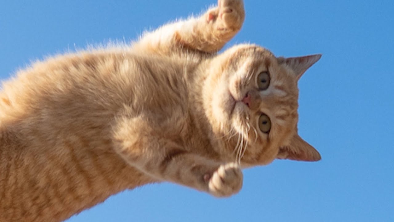 思わず吹き出す猫写真。すべて一人の猫写真家が撮った「のら猫拳」まとめ