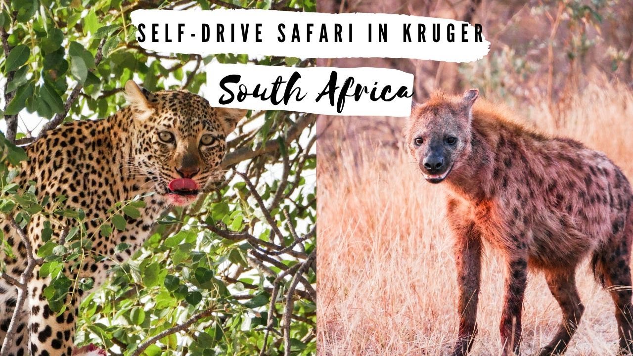 THE BEST WILDLIFE ENCOUNTERS | Two weeks in Kruger National Park
