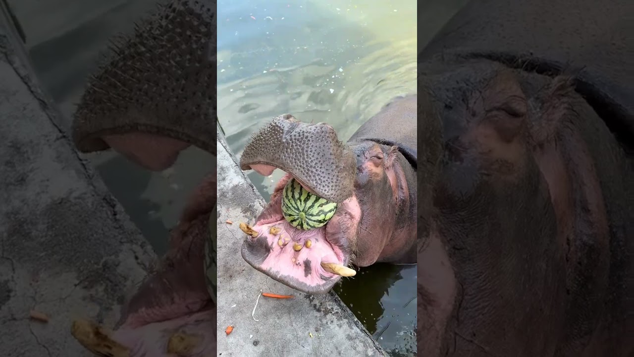 Hippopotamus eat 100 kilograms of watermelon a day to reduce heat. Hippopotamus eat watermelon.