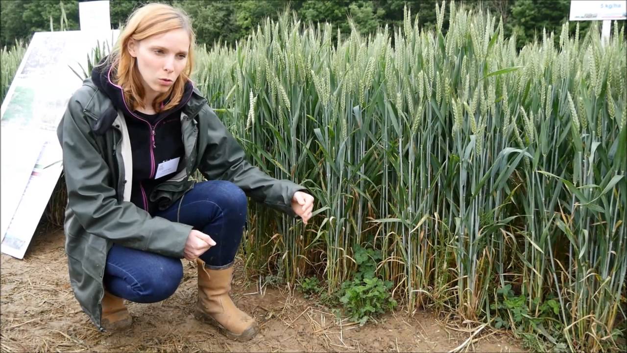 Agroécologie : capter de l'azote dans du blé avec du trèfle pérenne