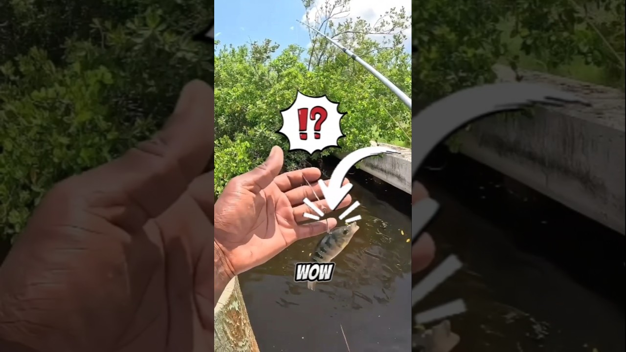 Lihat guys mancing ikan pakai umpan ikan nila dapat ikan besar 😱 
