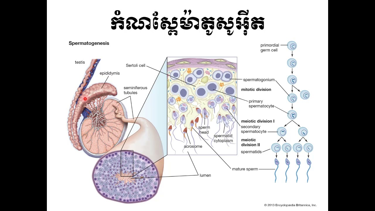 កំណស្ពែម៉ាតូសូអ៊ីត