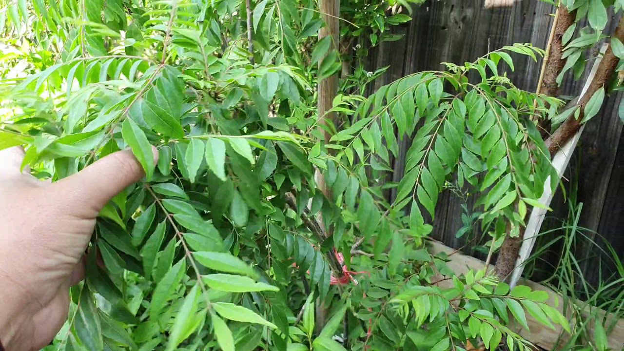 #VCN TV #Garden Khmer Thomastown Australia