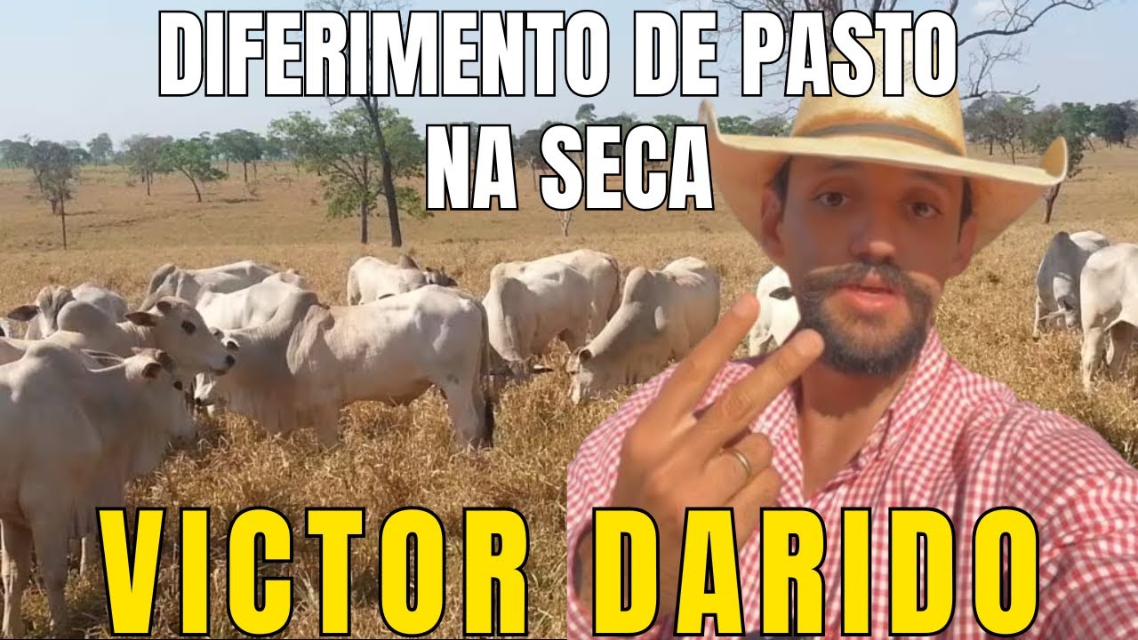 DIFERIMENTO DE PASTO NA SECA. VICTOR DARIDO #victordarido #pecuaria