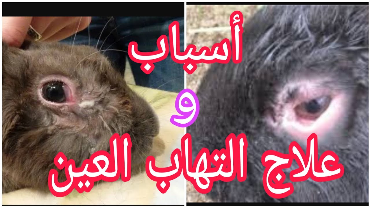 علاج التهاب العين والجفون عند الارانب