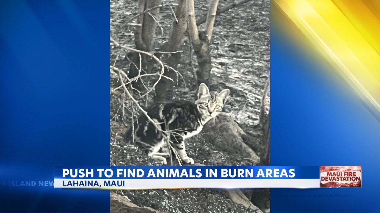 Protestors on Maui demand to let rescuers in the burn area to find their pets