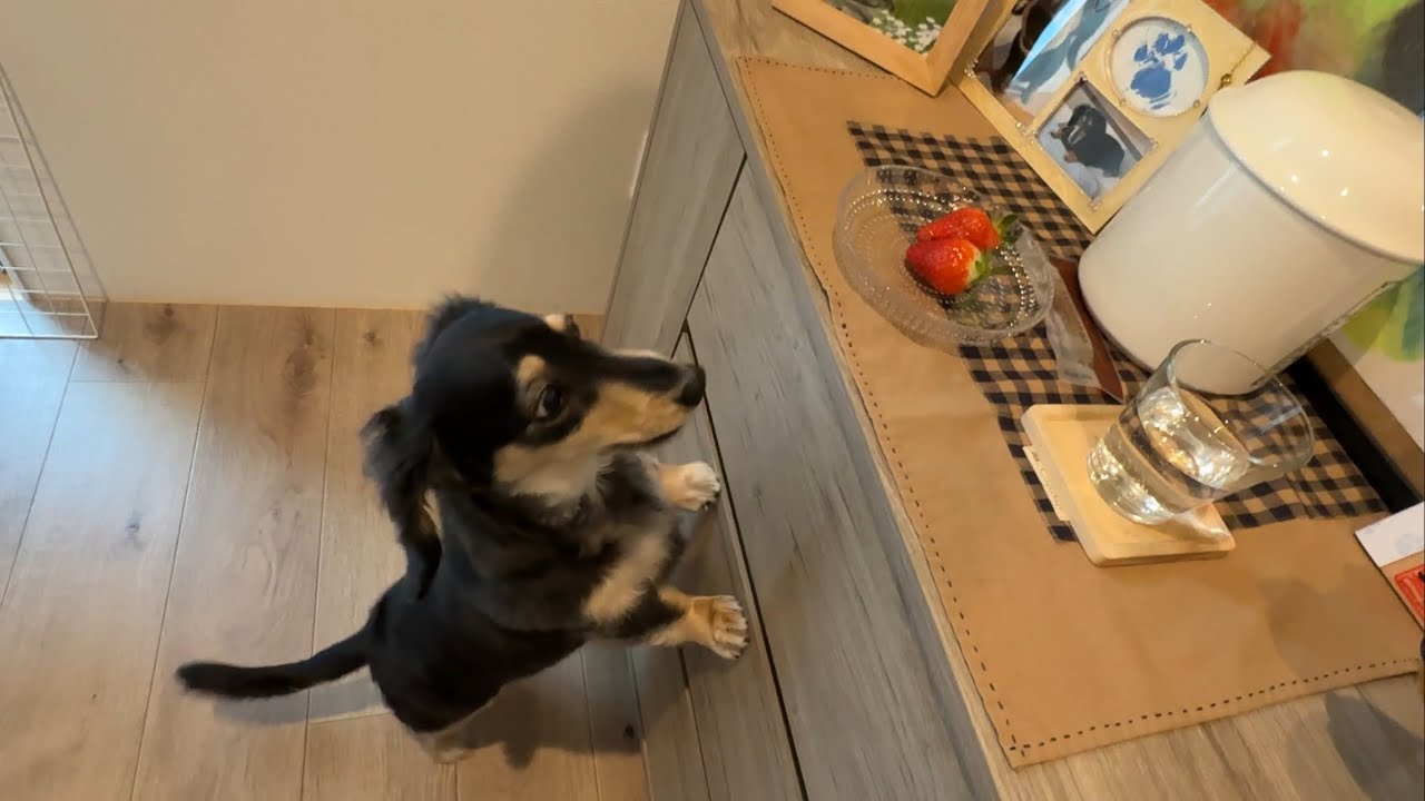 いちご欲しくてたまらないダックスがこちらです