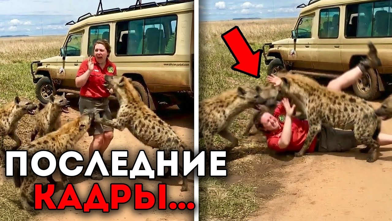 5 Раз, Когда Нападения На Сафари Были Засняты На Камеру