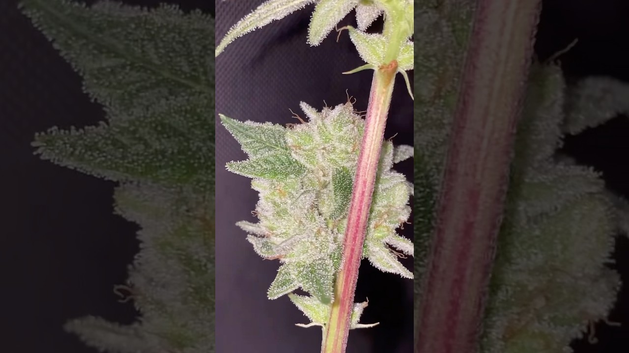 HELLRAISER OG (fire OG x faceoff OG)