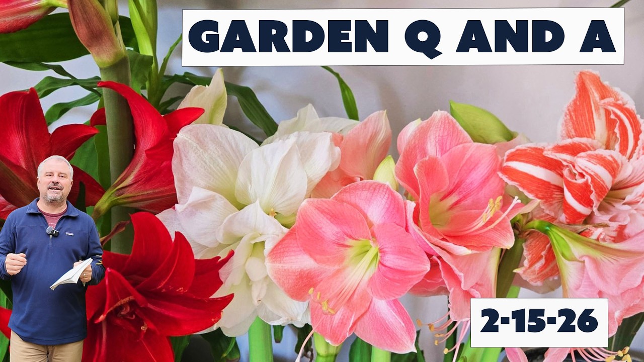 Deer Fishing Line, Wood Chips for the Win, Moving Plants, Hard Pruning - Garden Question and Answer