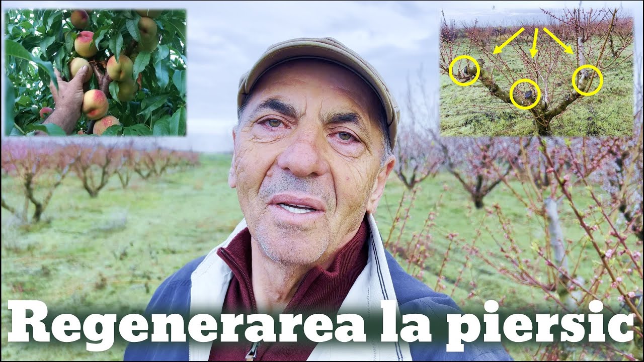 Tăieri de regenerare la piersic
