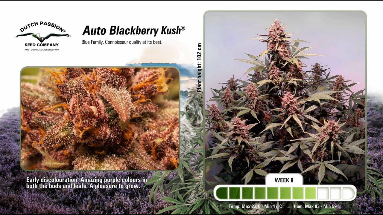 Auto Blackberry Kush - Timelapse of Growing Cannabis