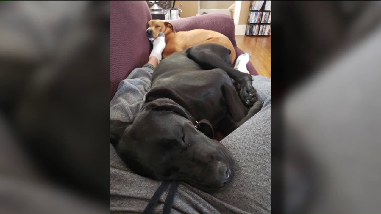 Neighbors, Postal Worker Help Rescue Ohio Woman Being Attacked by Dog