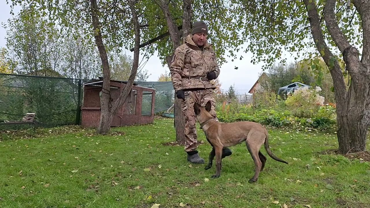 Малинуа... оно мне надо?! #malinois #малинуа #яимойхвост