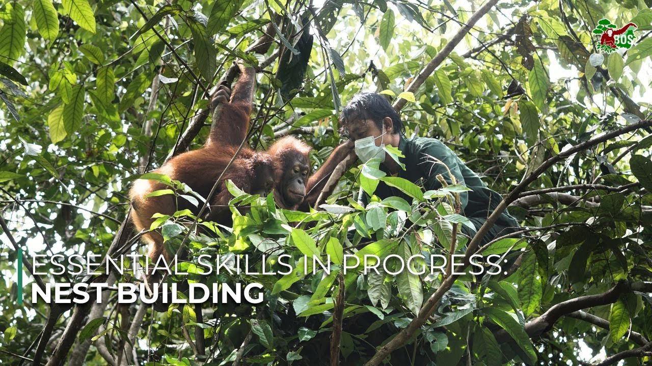 Orangutans Practice Nest Building