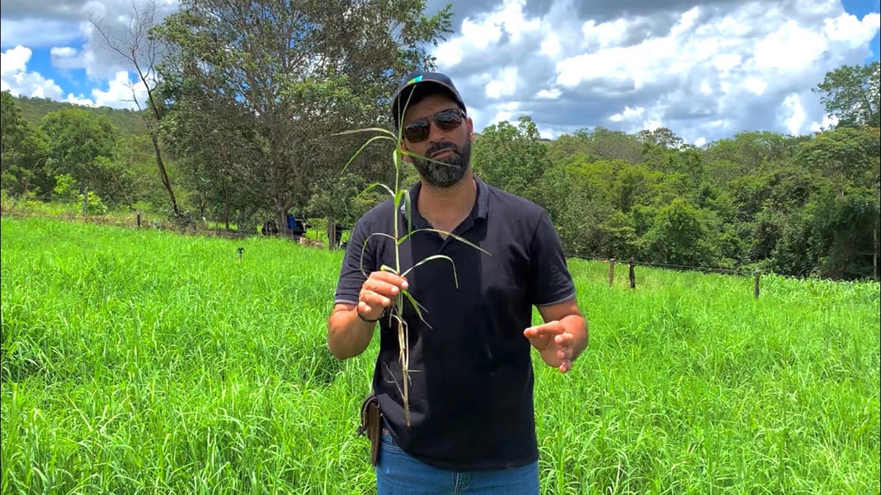 TIFTON 85 O MELHOR CAPIM E O MENOS PLANTADO | PORQUE &Eacute; T&Atilde;O DIF&Iacute;CIL PLANTAR TIFTON E CAPIA&Ccedil;U??