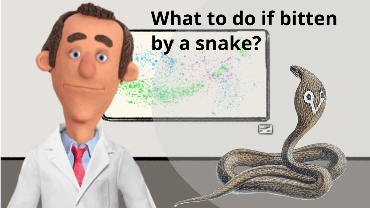Doctor's advice |  What to do if bitten by a snake?
