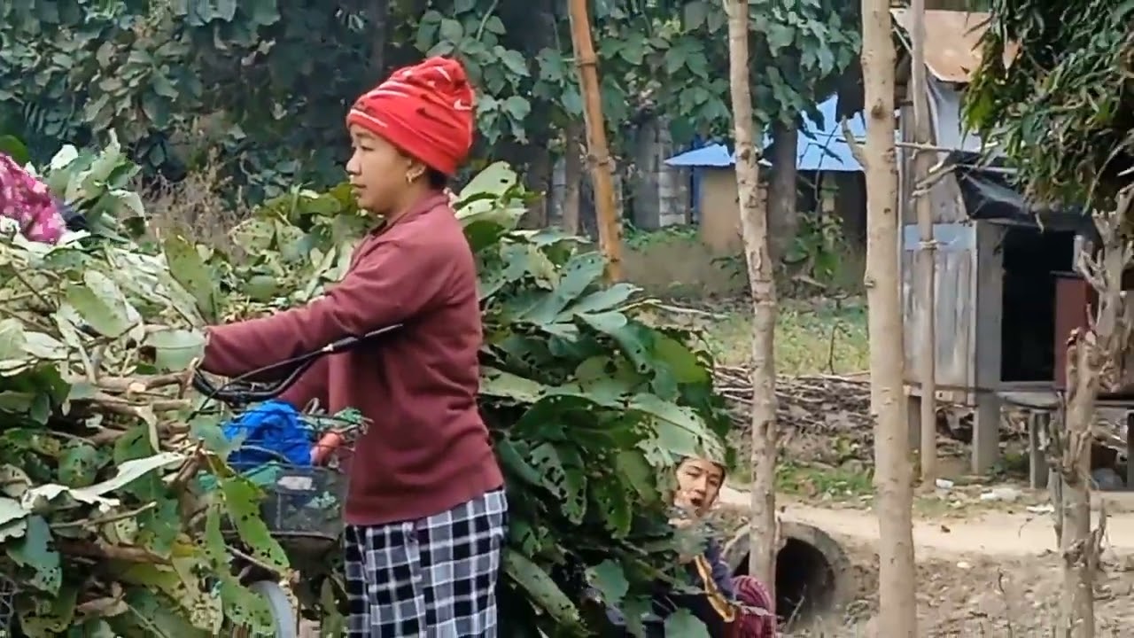 गाई भैंसी बाख्रालाई जंगलमा घास काट्दै।