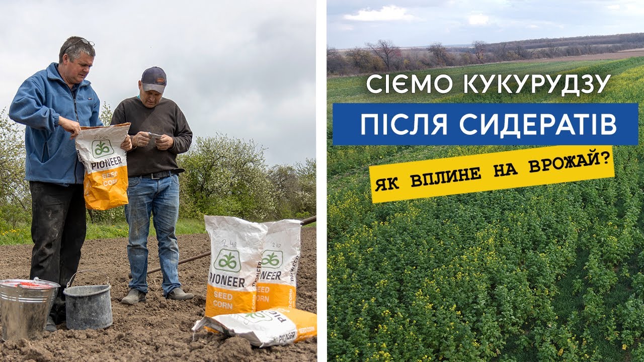 Сіємо кукурудзу після сидератів гірчиці, порівняння ефективності сидератів та різних гібридів