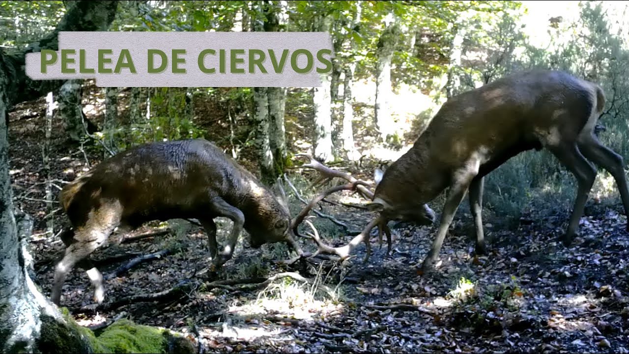 PELEA DE CIERVOS EN BERREA🦌