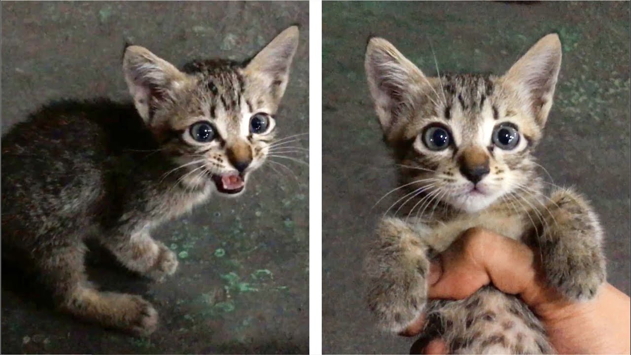 Rescue A Lost Kitten Crying For Mom Cat - Cats Meowing