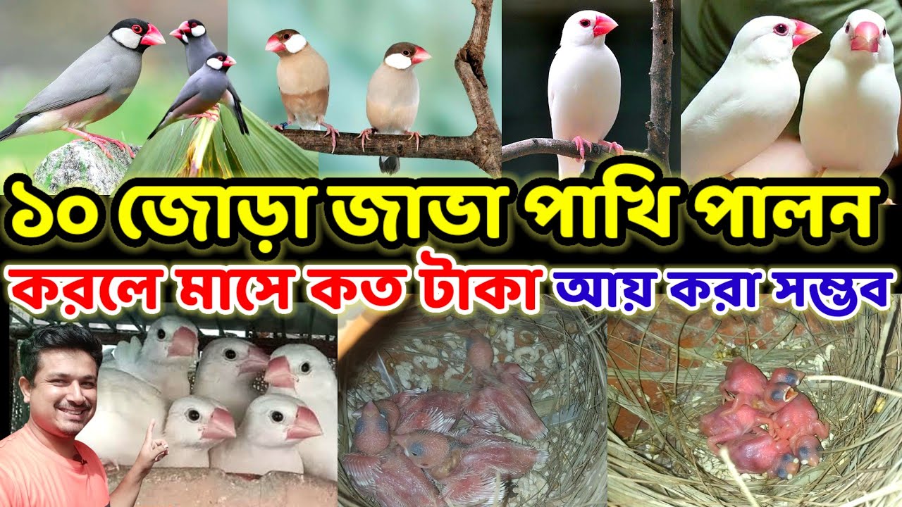 ১০ জোড়া জাভা পাখি পালন করলে মাসে কত টাকা আয় করা সম্ভব || java pakhi palon || Birds of village