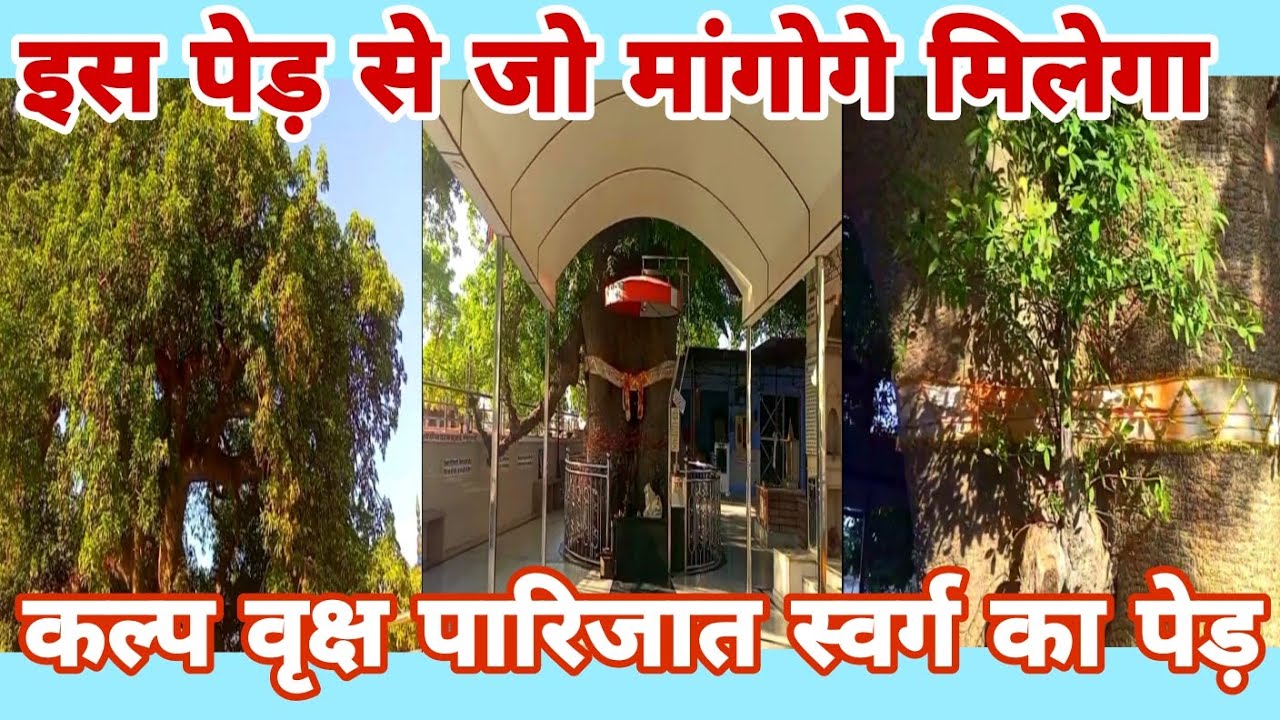 Jo Magoge Vo Milega! कल्प वृक्ष बिलाड़ा जोधपुर! पारिजात स्वर्ग का पेड़! एकबार दर्शन ज़रूर करें!