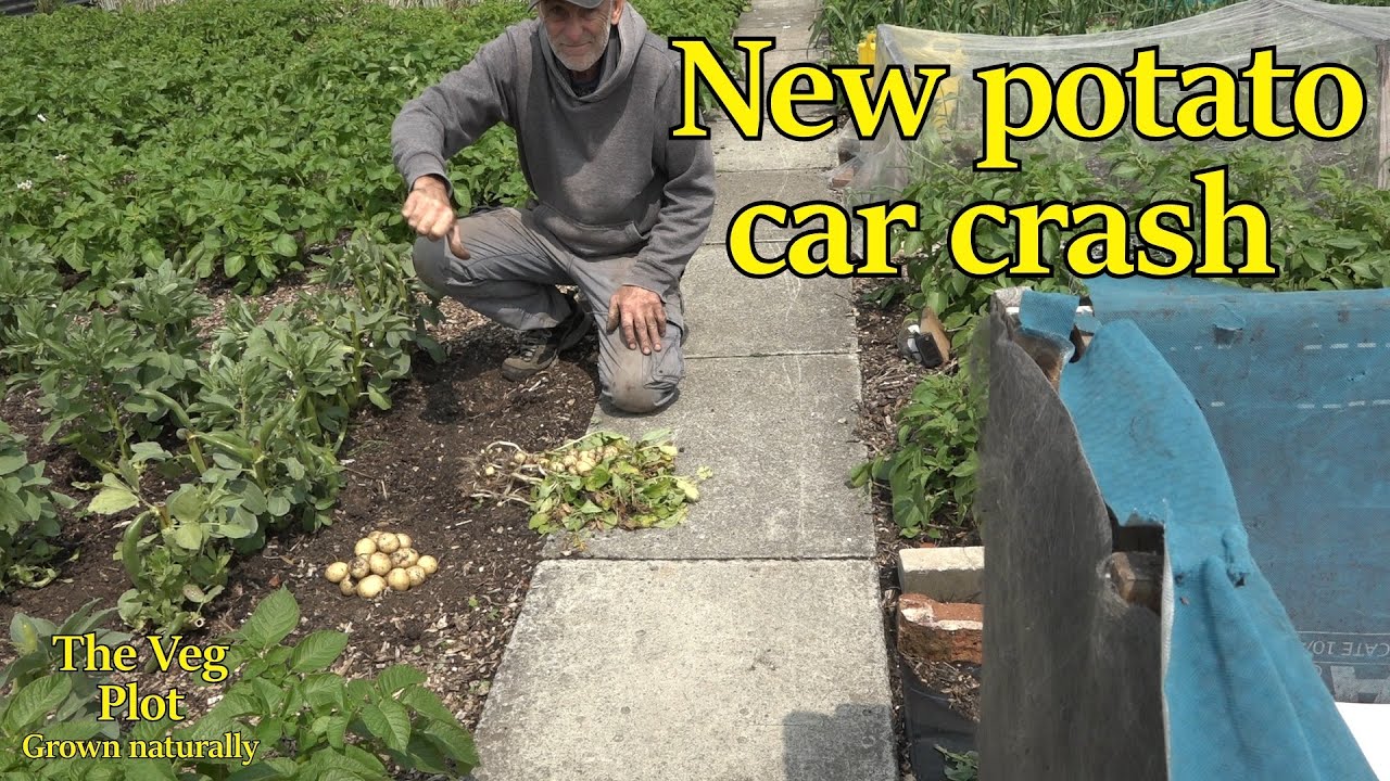 the New potatoes are a failure