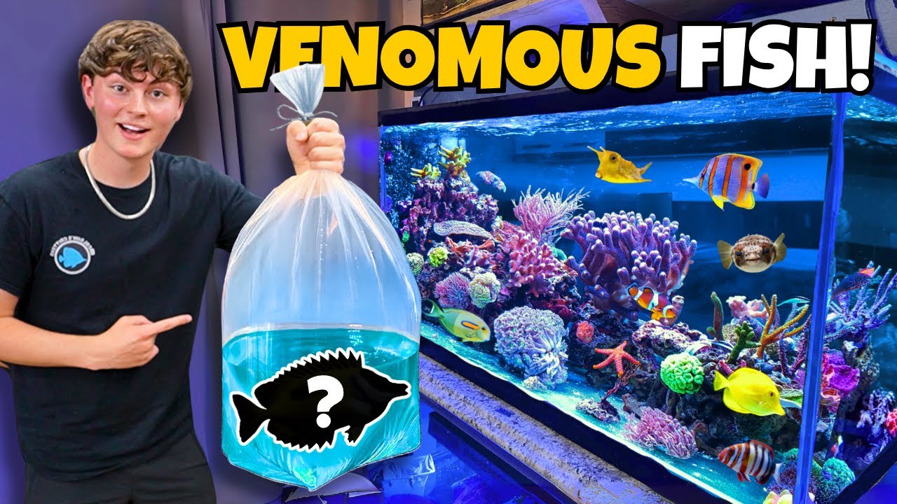 BUYING PREDATORY FISH for My SALTWATER AQUARIUM!!!