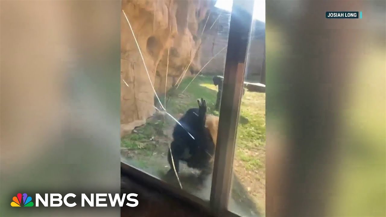 Watch: Bonobo breaks safety glass at Memphis Zoo exhibit