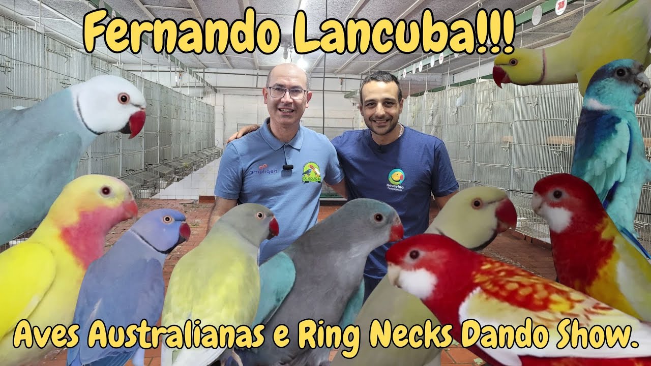 FERNANDO LANCUBA CRIA AVES AUSTRALIANAS E TAMB&Eacute;M RING NECKS!!!
