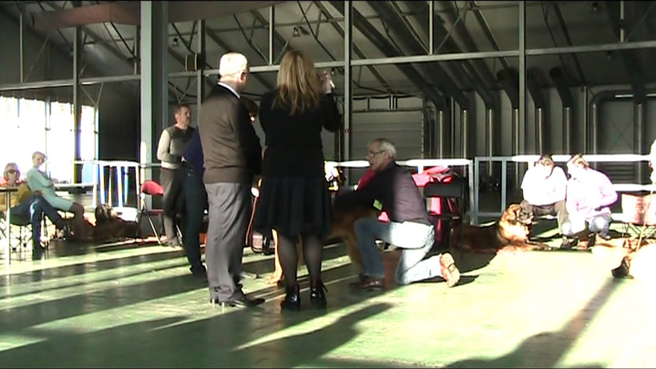 Leonberger Kosha on Club Show 09/11/2013