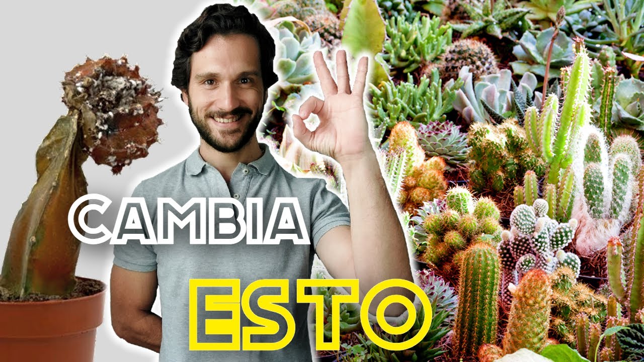 C&oacute;mo cuidar un CACTUS 🌵 Tipos de SUCULENTAS🌵 Crasas cuidados