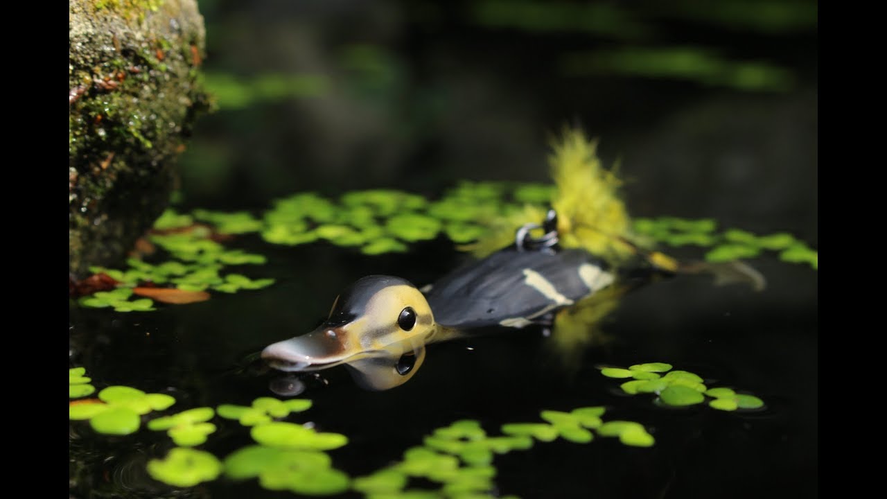 Köderspotlight  | SAVAGE GEAR 3D SUICIDE DUCK