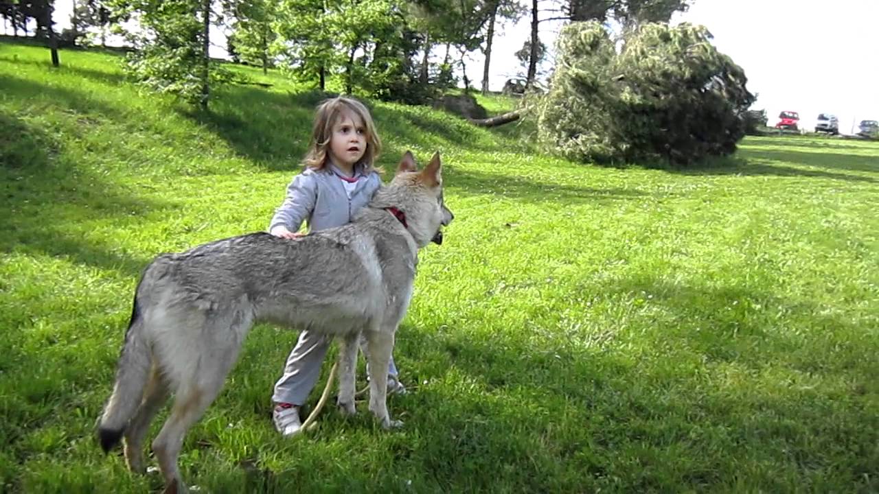Lupo cecoslovacco e bambini, comportamento con bambina Irene