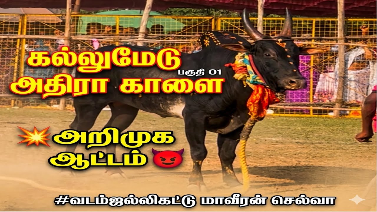 💥அறிமுக ஆட்டம்👿| பகுதி 01 | கல்லுமேடு அதிரா காளை | மாவீரன் செல்வா #வடம்ஜல்லிகட்டு #வடமாடு #வடம் 