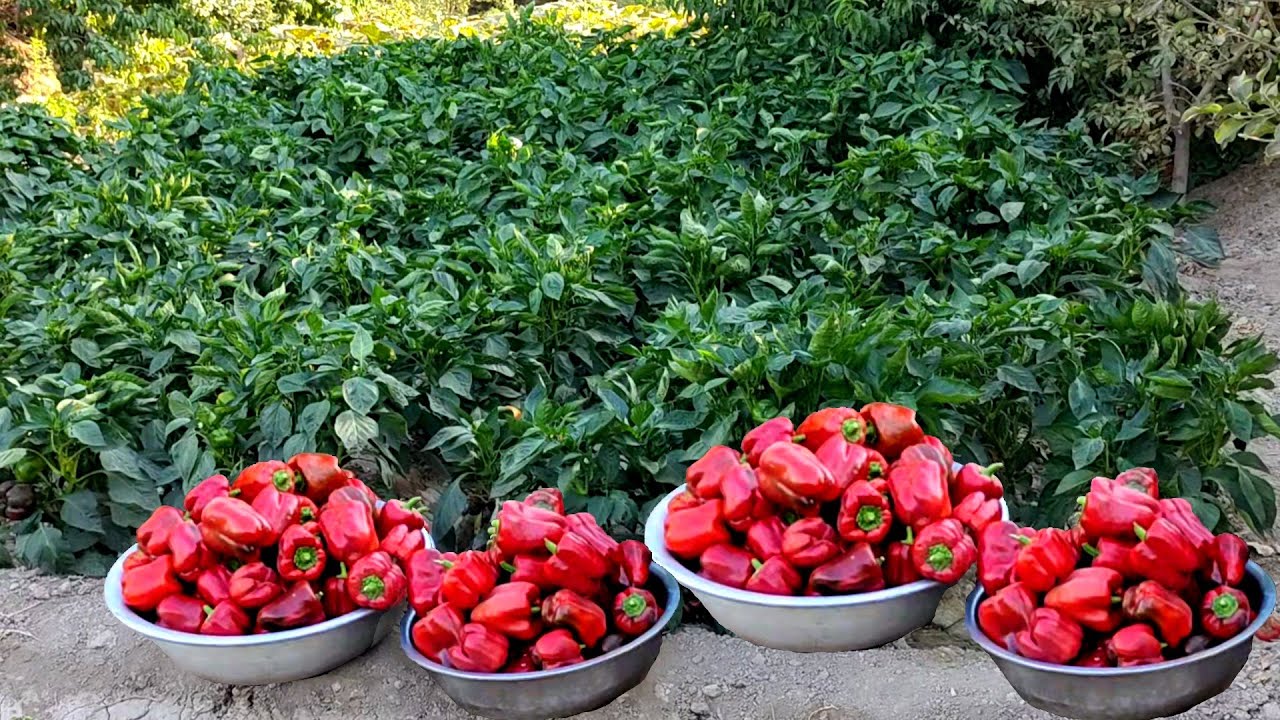 Uy sharoitida bulgor qalampir yrtishtirish / Growing peppers at home (full video)