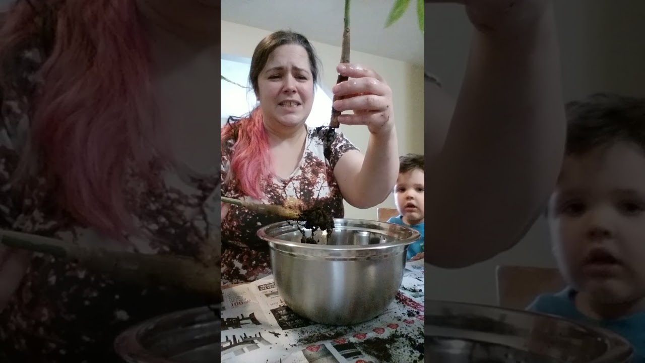 Drastic Measures: Saving the Money Tree (Root Rot 2)