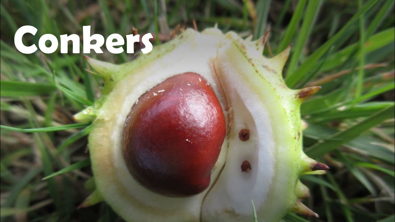 Conkers for KS1