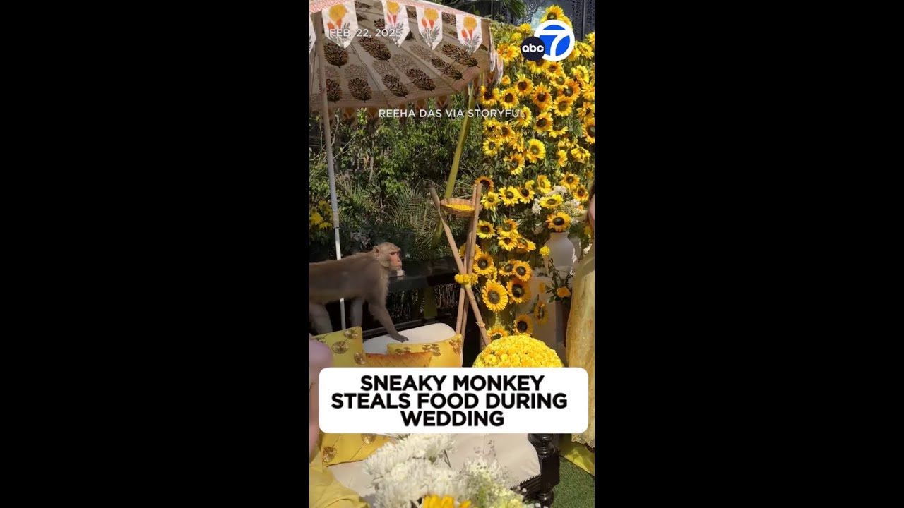 Sneaky monkey steals food from wedding party