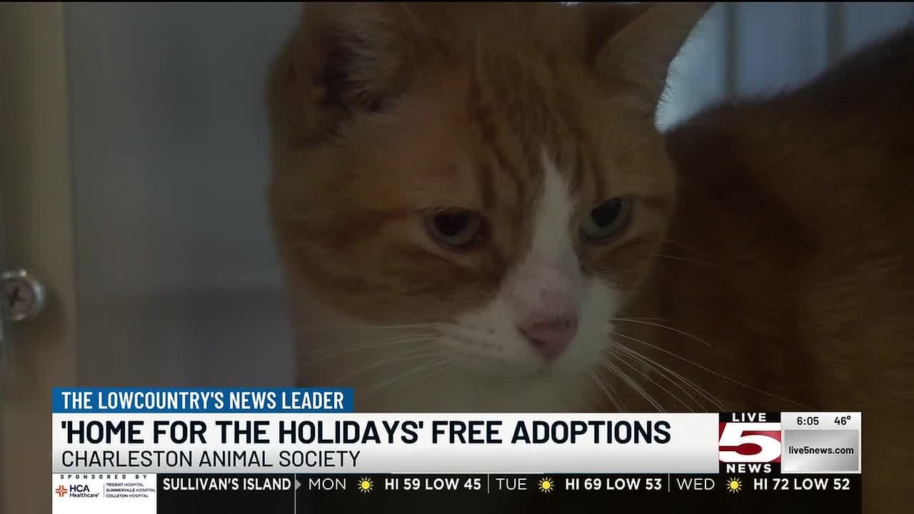 VIDEO: Charleston Animal Society offering free holiday adoptions at both locations