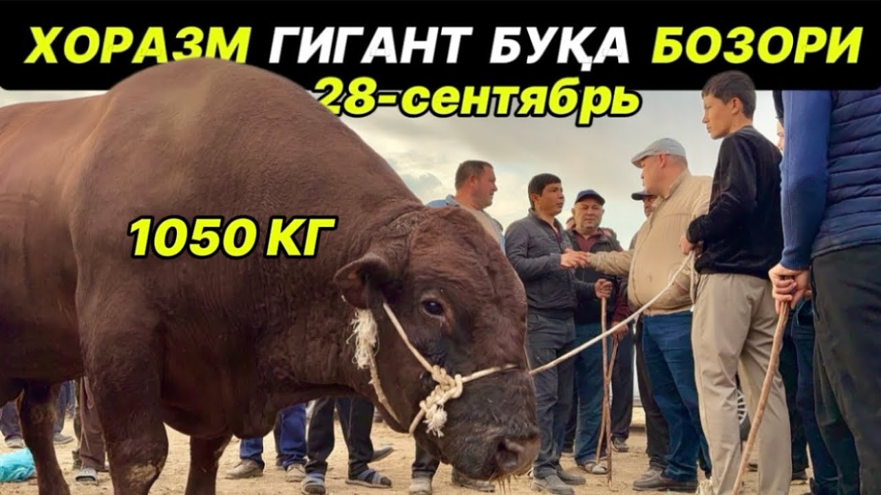 ГИГАНТ БУҚА БОЗОРИ… ХОРАЗМ УРГАНЧ ҒОЙБУ 28-сентября 2025 г.
