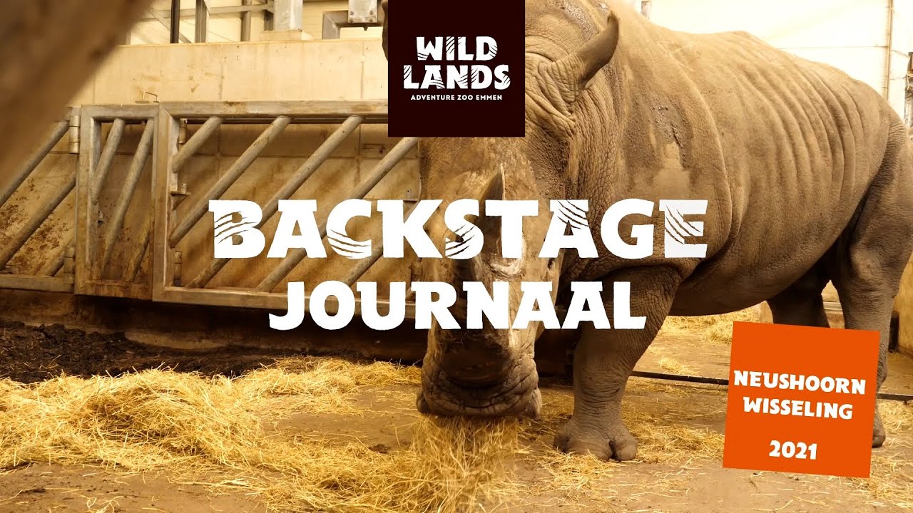 WILDLANDS Backstage Journaal neushoornwisseling 2021
