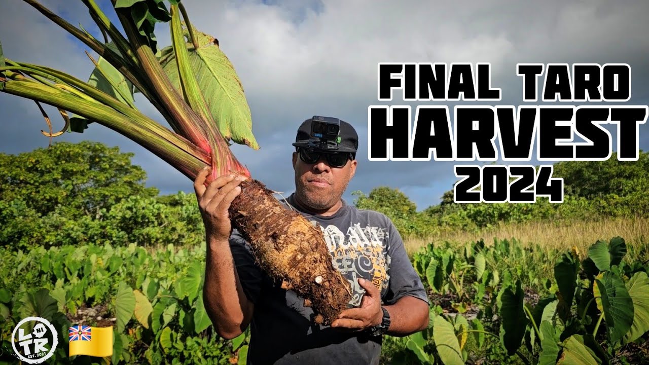 Taro Farming Plantation Life On NIUE ISLAND, 2024!