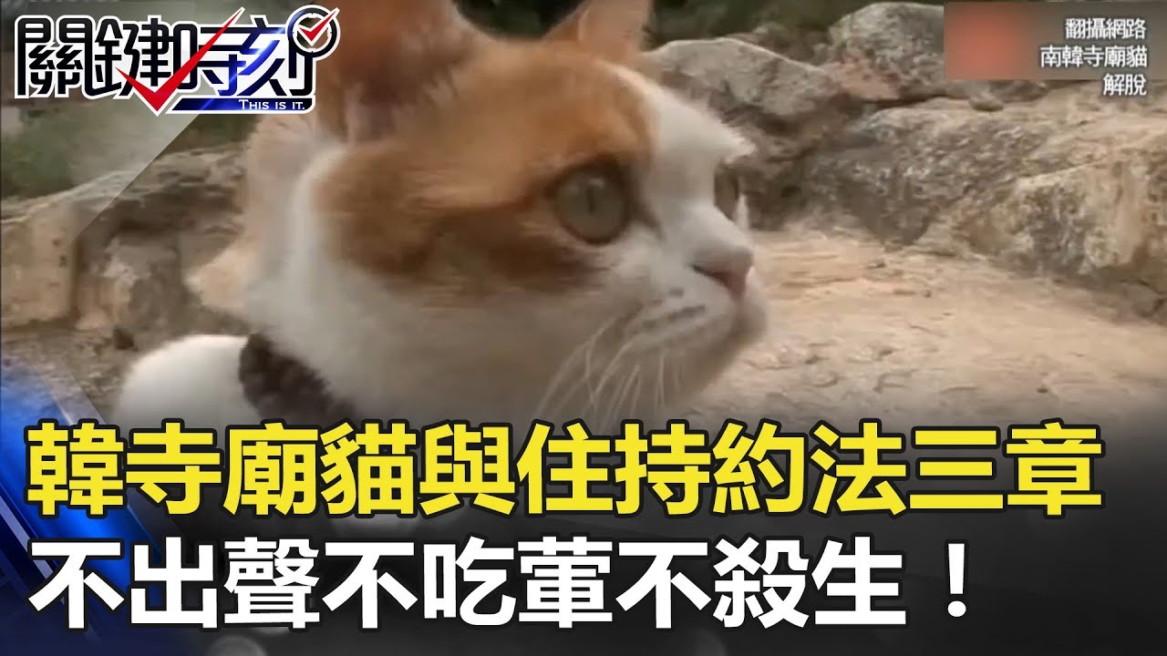 超可愛！ 韓國寺廟貓與住持約法三章「不出聲、不吃葷、不殺生」！？ 關鍵時刻 20180321-3 朱學恒
