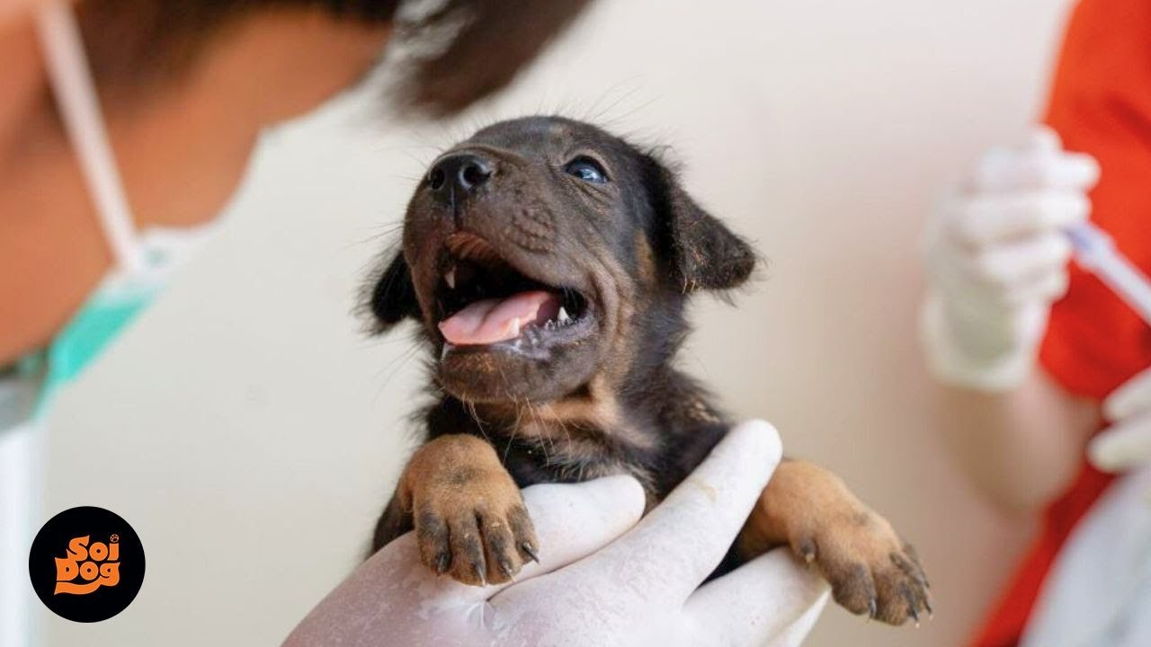 We never gave up on the last puppy