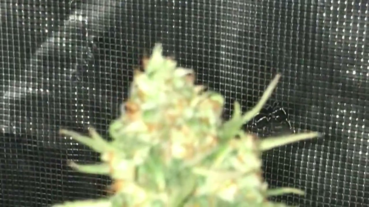 Chocolate Thai @9wks of flower
